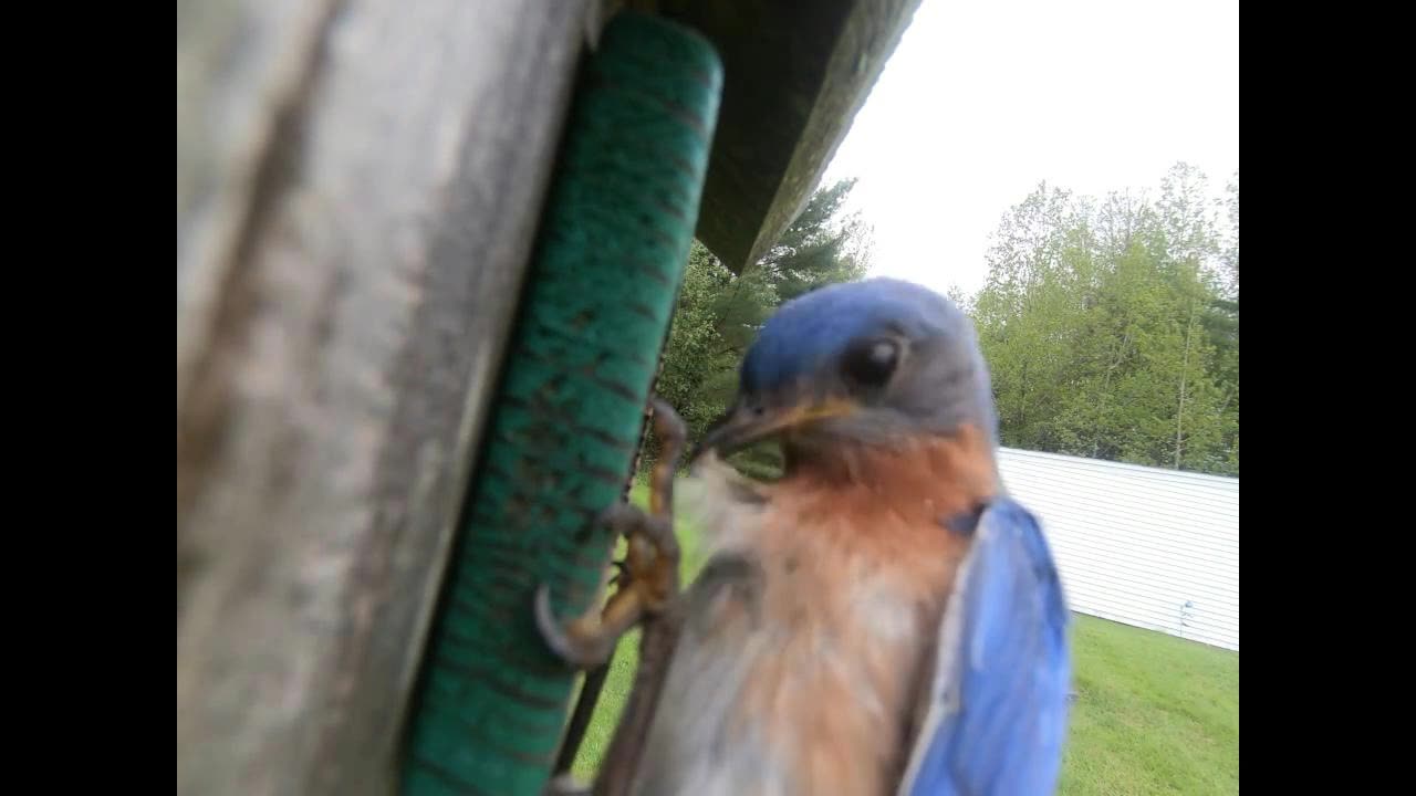 House wren to Bluebird take over
