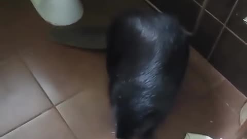 😂🐿️ When You Find a Bóbr In Your Bathroom! | FunFM