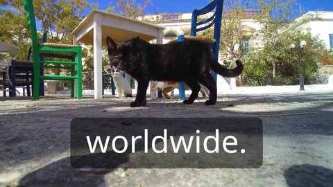 Top Facts About Cat
