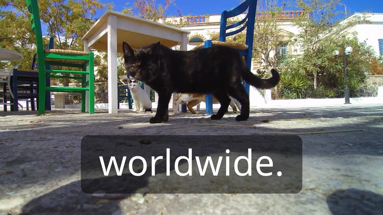Top Facts About Cat