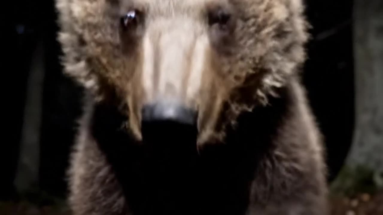 Bear cub.