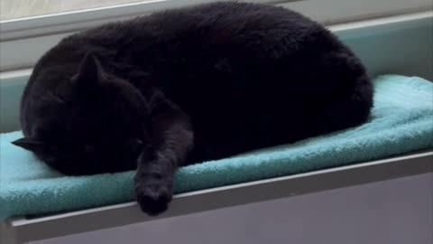Cute Precious Piper is a Relaxed Spa Cat - My Adopted Shelter Cat Vlog #shorts