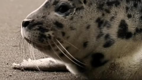 Seal's Lazy Beach Day Vibes – Too Cute to Miss! 🐾