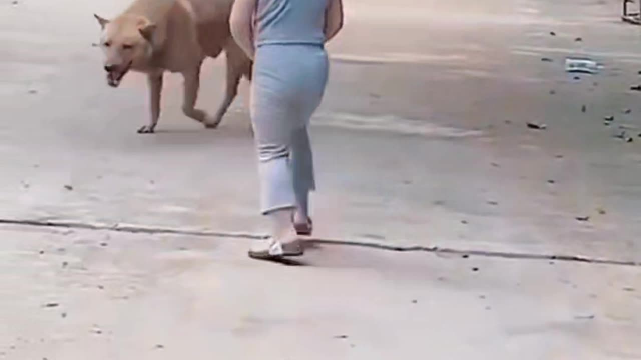 In the face of the domineering little master, the pet dog actually scared away