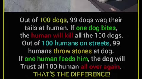 True facts about Dog🦮...