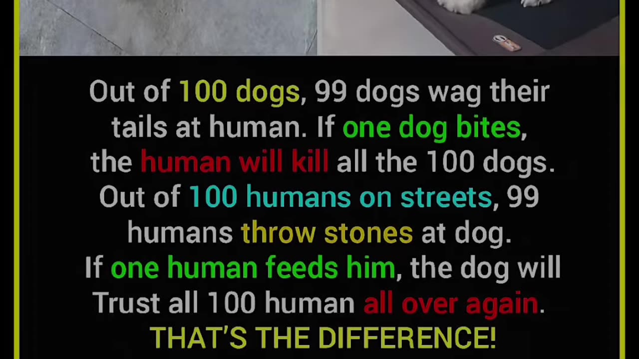 True facts about Dog🦮...