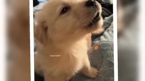 Top Funniest Dogs Videos
