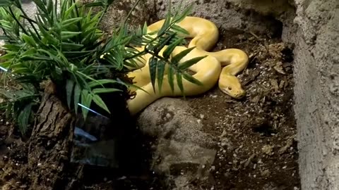 Albino Burmese Python at San Juan de Aragon Zoo in Mexico City