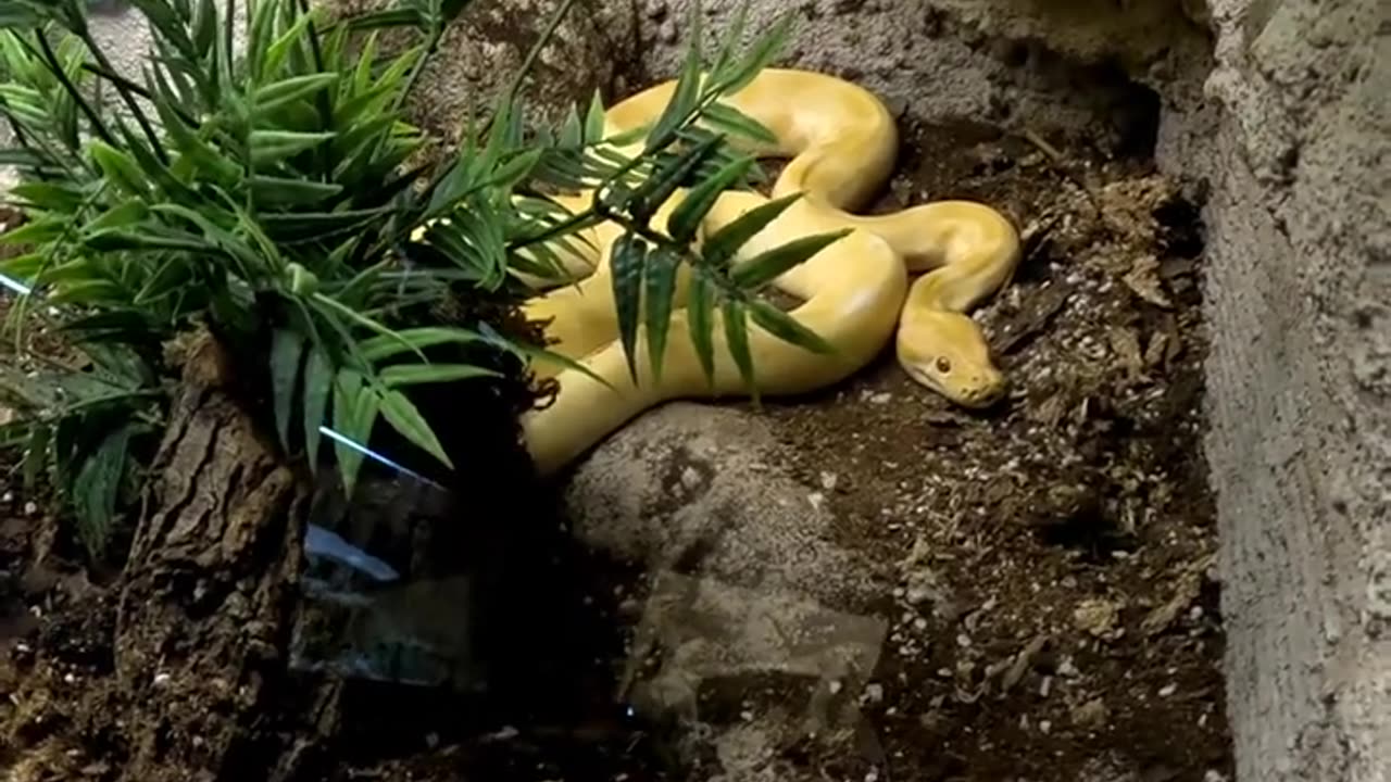 Albino Burmese Python at San Juan de Aragon Zoo in Mexico City