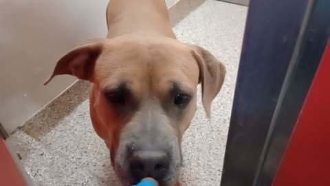 Baby Girl-tan-by gate 4y A869879 Morgan 3y A874711 kennel 160 PACC shelter fine separated20251022165