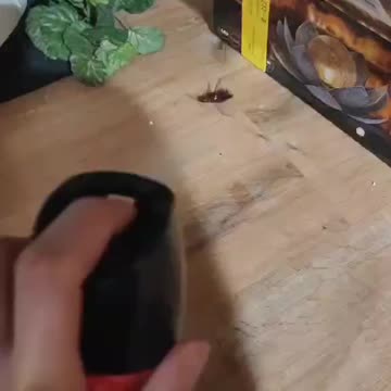 Getting Rid of a Cockroach at Home | Simple Pest Control Moment