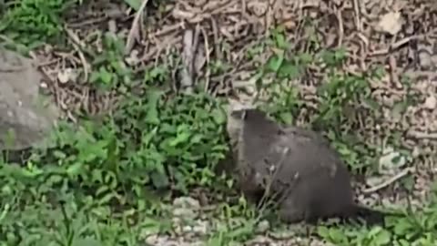 🐾🤰 Is this a pregnant groundhog? The fat belly when it stood up got me chuckling | FunFM