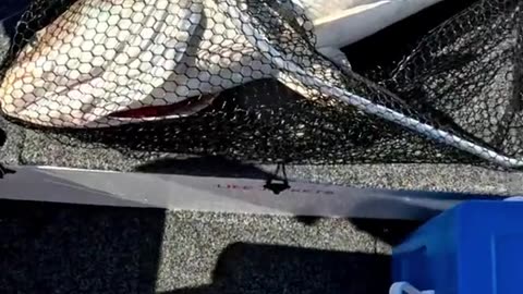 almost lose my big fish