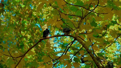 Nite Focus – Deep Lofi House Blend