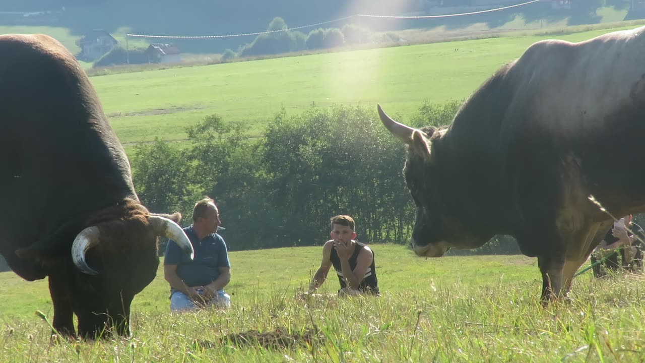 Zećo od Ramčića vs Kobra od Zahirovića Rostovo 2025