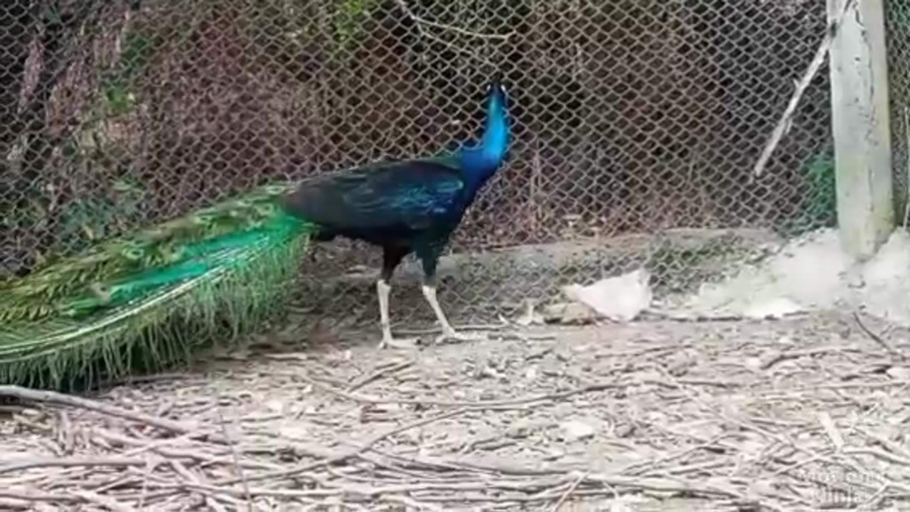 Peacock 1