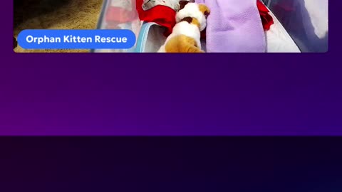 kitten Ninja is live