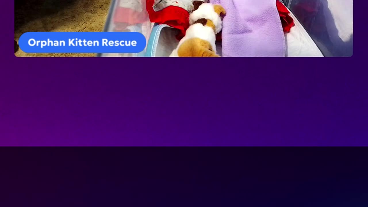 kitten Ninja is live