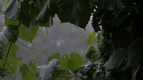 Rainy Day