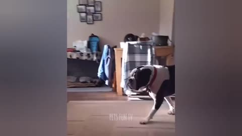 Funniest Cats and Dogs 🐶🐱 | Funny Animal Videos 2025 #23