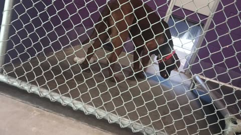 Gustavo 1y Pet Id 946475 kennel 19 HSSAZ shelter_20250606_164807453