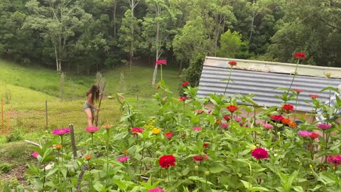 60 Years Off Grid Summer Routines in the Jungle Food Forest