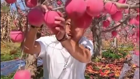 Tons of Mangoes Getting Cut – You Won’t Look Away!
