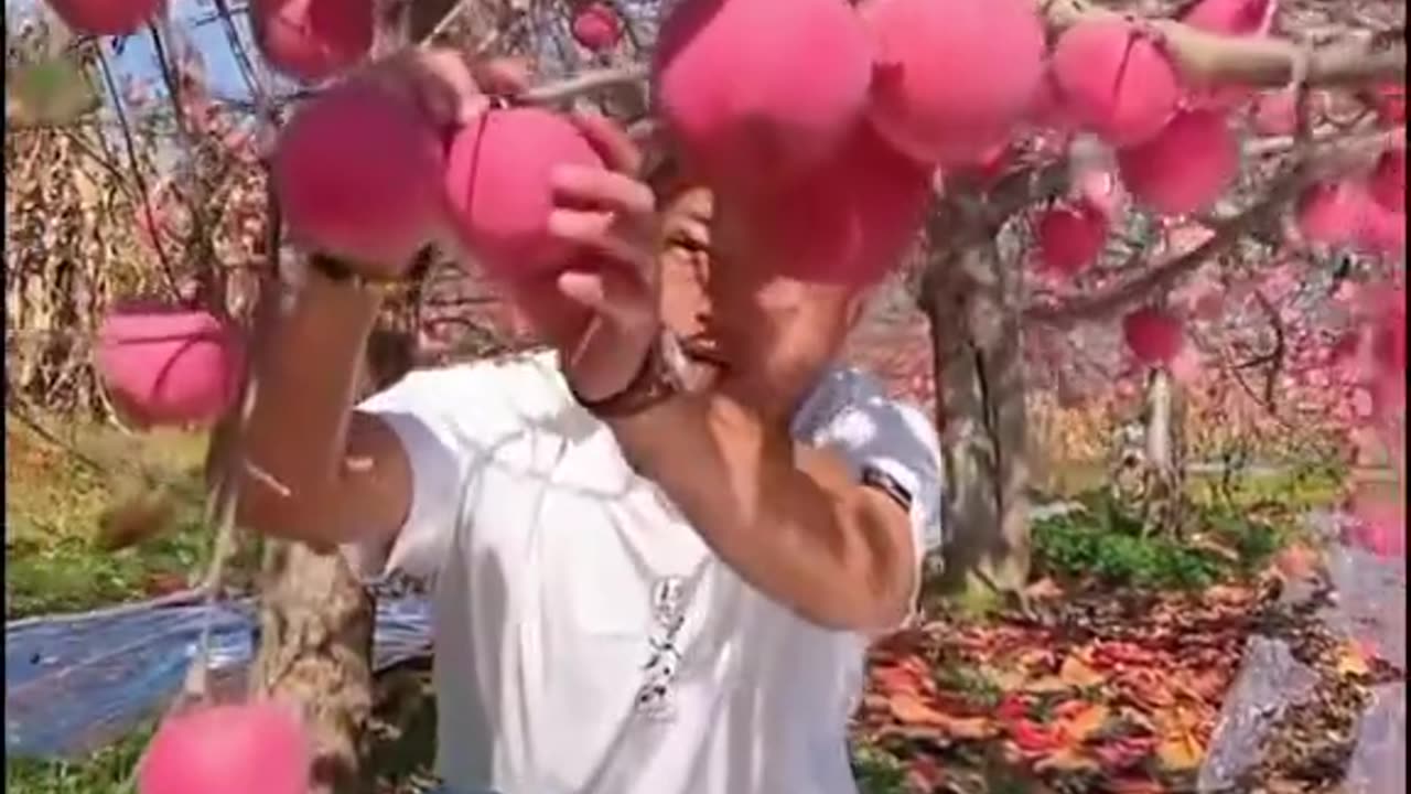 Tons of Mangoes Getting Cut – You Won’t Look Away!