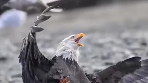 title😝😭Bird Tries to Feed Baby, But Another Bird Steals the Food! 😂#shorts#virelvideo
