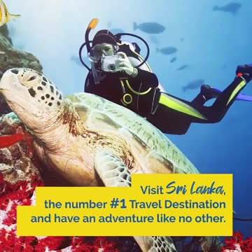 Dolphin Watching in Sri Lanka