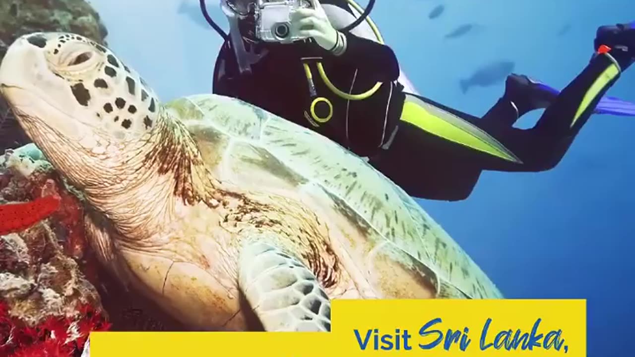 Dolphin Watching in Sri Lanka