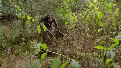 Duck Family Treasure S3 Ep 6: Treasure with Feathers | Fox Nation