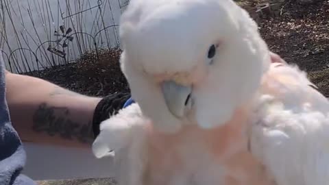 Happy Parrot