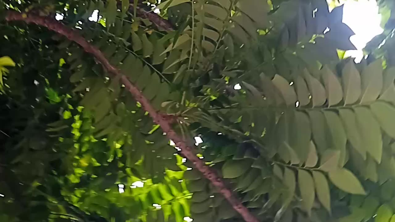 Nature