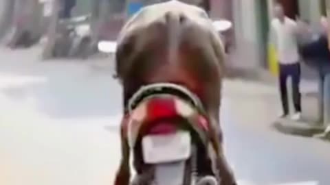 Funny Animal drive