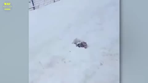 A VIDEO THAT WILL MAKE YOUR DAY.