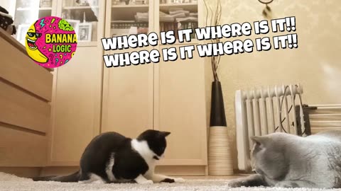 where is it where is it!! where is it where is it!!