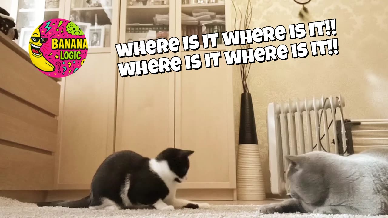 where is it where is it!! where is it where is it!!