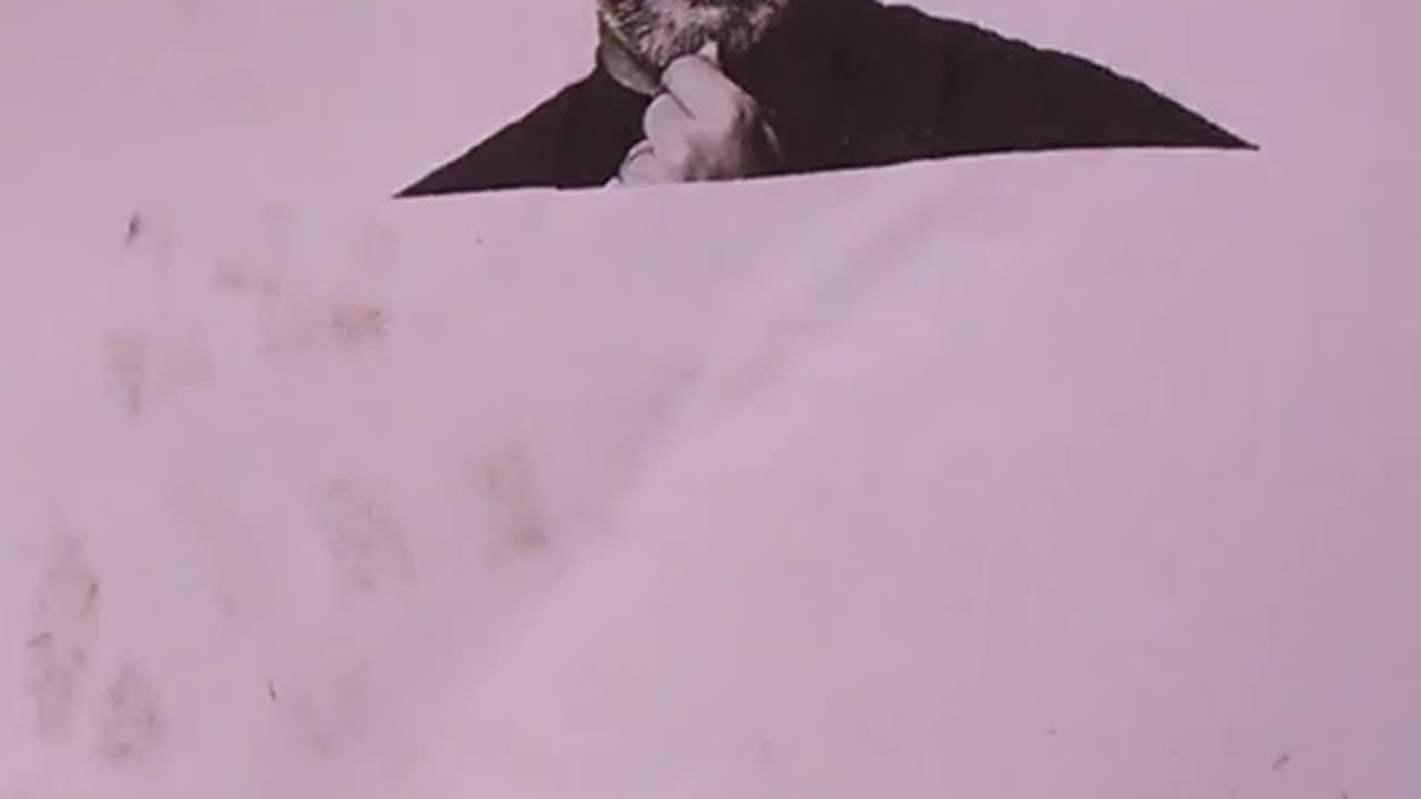 Tim Rifat TikTok Videos