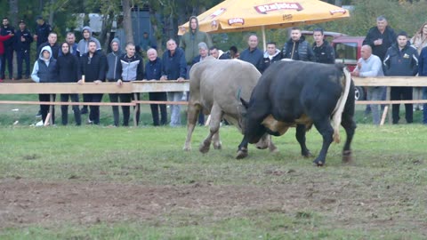 Finale Peran od Kovača vs Zmajić od Pandže Osoje 2025