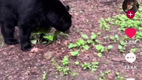 🐻💕 The bear is choosing the woman, And This is Why! | FunFM