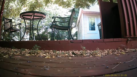 Wildlife Filmed By Haza PR800 Wild Camera, Levagood Area, Dearborn, Michigan, Sept. 4 To 11, 2025