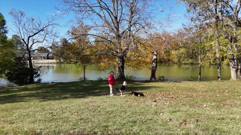 Best Protection Dogs on the planet