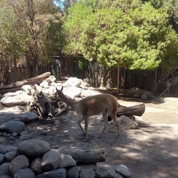 vicuña