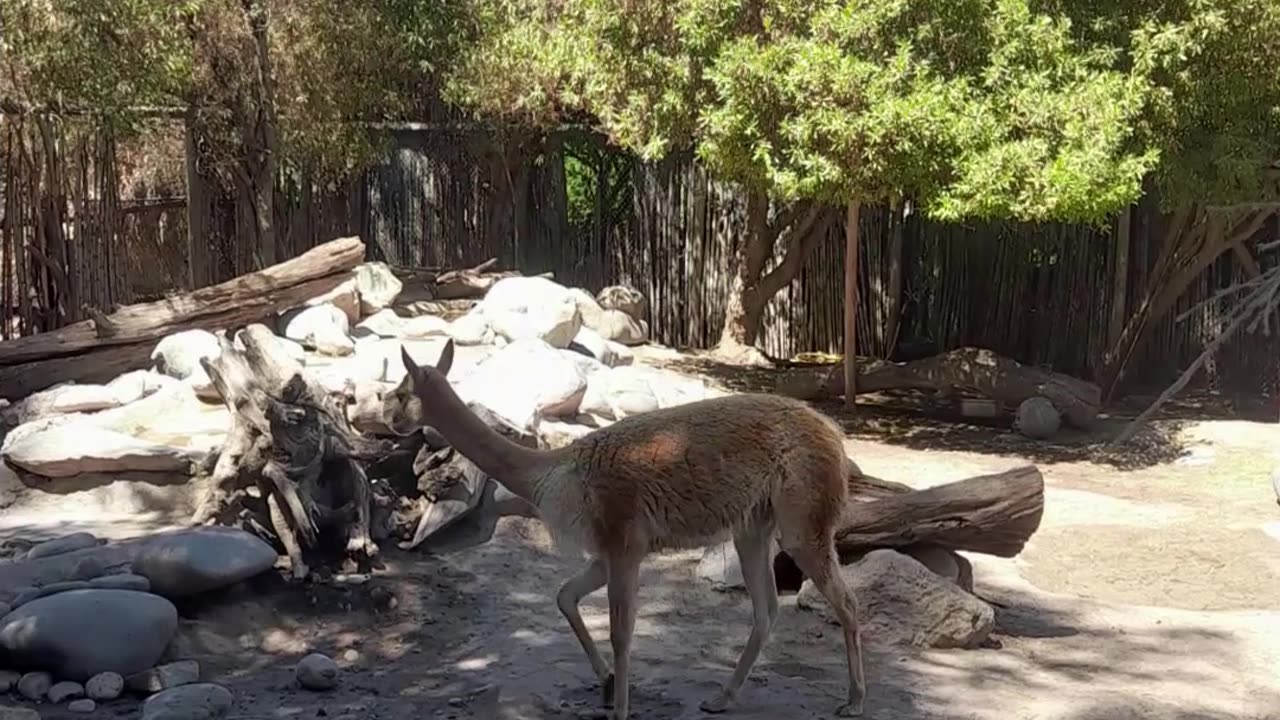 vicuña