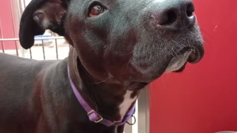 Choo 1y A856908 kennel 11 pod 1 PACC shelter it's hard cause if I love on him he chews me20250817498
