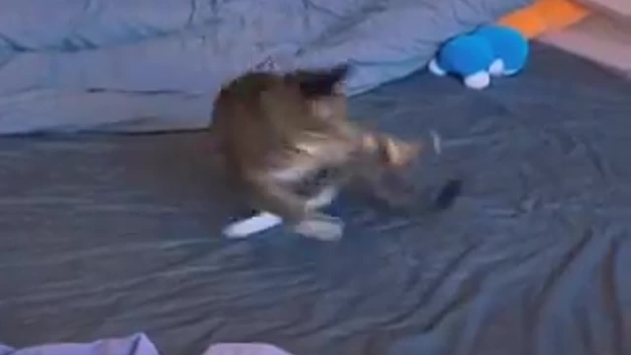 Cat 🙀 🆚 my tail.