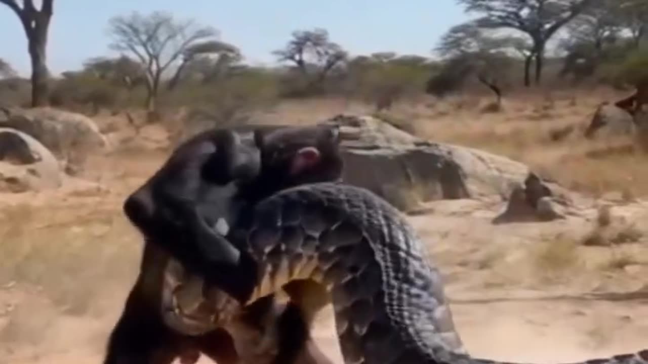 Monkey vs shake