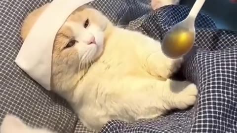 Other Cats Get Sick… Mine Blows Nose Bubbles