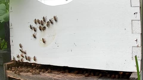 Bees on a Friday Morning at Sunrise